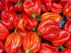 Red Ata Rodo (Scotch bonnet) - Grade A
