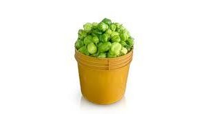 Green Ata Rodo