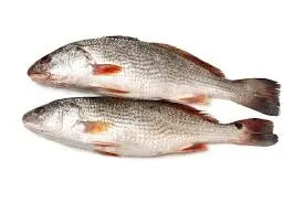 Fish - Croaker (1kg)