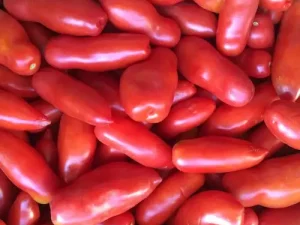 Yoruba Tomato - Grade A