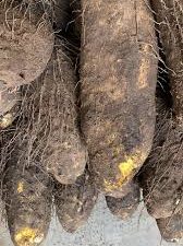 Mumuyi Yam