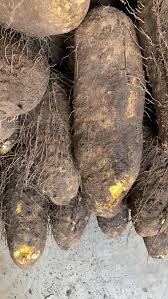 Mumuyi Yam