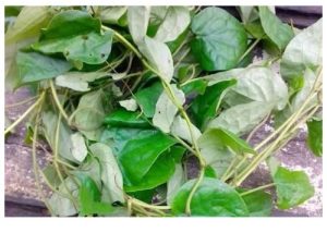 Uziza leaves (per bunch)
