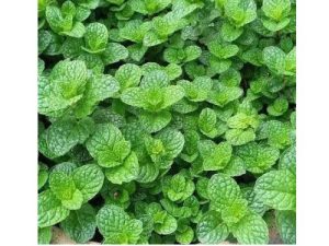 Mint leaves (per bunch)