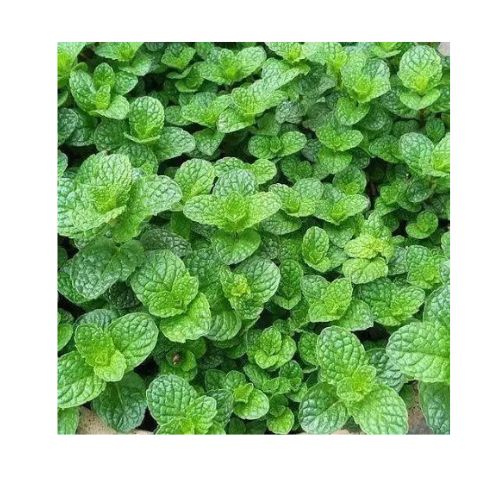 Mint leaves (per bunch)