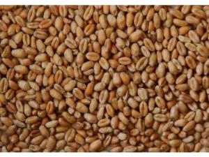 Wheat (Local)