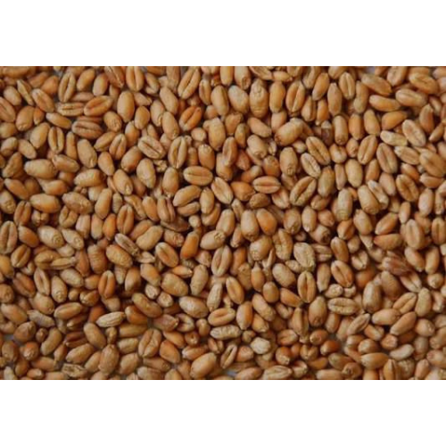 Wheat (Local)