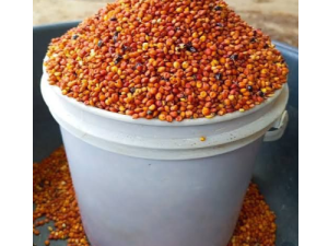 Guinea corn (Red)
