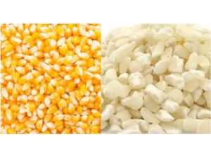 Corn ( White/Yellow)