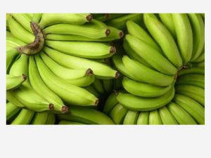Unripe Bananas